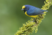 Spot-crowned Euphonia (Euphonia imitans) male perched on a mossy branch, Panama