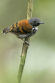 Spotted Antbird (Hylophylax naevioides) male, Panama
