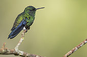 Steely-vented Hummingbird (Amazilia saucerottei), Colombia