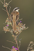 Stripe-headed Sparrow (Peucaea ruficauda acuminata) singing, Oaxaca, Mexico