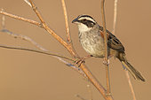 Stripe-headed Sparrow (Peucaea ruficauda acuminata), Oaxaca, Mexico