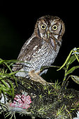 Tropical Screech Owl (Megascops choliba), Panama