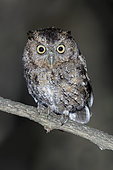 West Peruvian Screech Owl (Megascops roboratus), Ecuador
