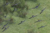 White-collared Swift (Streptoprocne zonaris) group flying, Ecuador