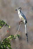 White-throated Magpie-jay (Calocitta formosa), Oaxaca, Mexico