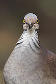 White-throated Quail-dove (Zentrygon frenata), Colombia