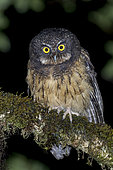 White-throated Screech Owl (Megascops albogularis), Ecuador