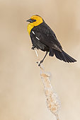 Yellow-headed Blackbird (Xanthocephalus xanthocephalus) male perched on a cattail, Manitoba, Canada