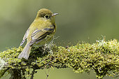 Yellowish Flycatcher (Empidonax flavescens) perched on a mossy branch, Panama