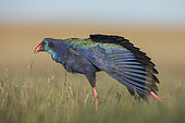 African Swamphen (Porphyrio madagascariensis) stretching leg and wings, Gauteng, South Africa