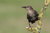 Common Starling (Sturnus vulgaris) juvenile perched on a branch, Lower Saxony, Germany