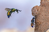 Golden wasp (Stilbum cyanurum) in flight with a drop of water to soften the clay above a nest of mason wasps it wants to parasitize, with a posed Ruby-tailed wasp (Chrysis viridula) cleaning its wings on the right. Montpellier, France