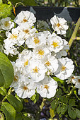 Rosa 'Thalia', flowers