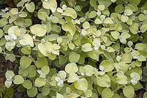 Licorice plant, Helichrysum petiolare 'Aureum', foliage
