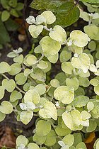 Licorice plant, Helichrysum petiolare 'Aureum', foliage