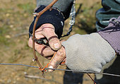 Traditional wicker-tying in spring, AOC Côtes du Jura vineyard, France