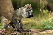 White-trunked coati (Nasua narica), white-trunked bear, adult, upright, foraging, captive, Central America, Latin America