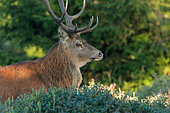 Red deer (Cervus elaphus) male during bellowing, Belgian Ardennes