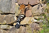 Hoopoe (Upupa epops), Nest feeding in a dry stone wall in the Alsatian vineyards, Haut-Rhin, France