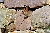 Hoopoe (Upupa epops), Young nestling feeding in a dry stone wall in the Alsatian vineyards, Haut-Rhin, France