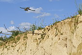 European Bee-eater (Merops apiaster) in flight and on a branch, nesting site, quarry in operation, Oselle, Doubs, France