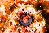 Malpelo barnacle blenny (Acanthemblemaria stephensi), in a dead barnacle hunting zooplankton on the reefs of the Malpelo Island Wildlife Sanctuary in Colombia's Tropical Eastern Pacific.