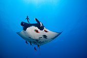 Giant manta (Mobula birostris), accompanied by Black jacks (Caranx lugubris), being dewormed by Clarion angelfish (Holacanthus clarionensis) around San Benedicto Island in the Revillagigedos archipelago in Mexico's Tropical Eastern Pacific.