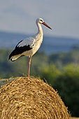 White Stork (Ciconia ciconia) perched on a bale of straw, Doubs, France