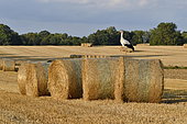 White stork (Ciconia ciconia) on a straw bale, Doubs, France