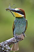 European Bee-eater (Merops apiaster) feeding with a dragonfly, Doubs, France