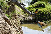European Bee-eater (Merops apiaster) feeding in flight and Kingfisher (Alcedo athis) lying in wait on a branch, Doubs, France