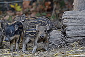 Eurasian wild boar (Sus scrofa), piglets, Doubs, France
