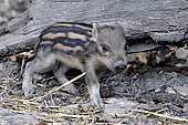 Eurasian wild boar (Sus scrofa), piglet, Doubs, France