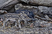 Eurasian wild boar (Sus scrofa), piglets, Doubs, France