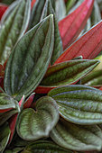 Peperomia 'Rosso'