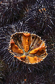 Purple sea urchins (Paracentrotus lividus) at a fish market, Marseille, Bouches-du-Rhone, France
