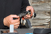 examination of feathers on a passerine caught in the morning in the reedbed, Female spotted woodpecker (Dendrocopos major), international protocol, Bay of Audierne ringing station, Finistère, France.