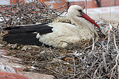 White stork (Ciconia ciconia) brooding on a roof, Spain