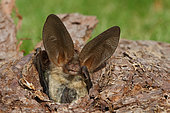 Gray big-eared bat (Plecotus austriacus) emerging from a tree hole, Finistère, Bretagne, France