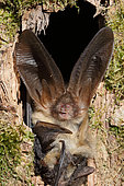 Gray big-eared bat (Plecotus austriacus) emerging from a tree hole, Finistère, Bretagne, France
