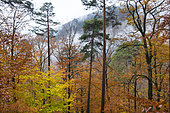 Mixed forest (beech, oak, pine, spruce) in the Vosges du Nord, Vosges du Nord Regional Nature Park, France