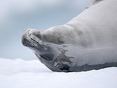 Crabeater Seal (Lobodon carcinophaga), resting on ice floe. Antarctica, Antarctic Peninsula, Detaille Island