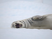 Crabeater Seal (Lobodon carcinophaga), resting on ice floe. Antarctica, Antarctic Peninsula, Detaille Island