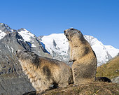 Alpine Marmot (Marmota marmota) in the NP Hohe Tauern near Mount Grossglockner. Europe, Central Europe, Austria, September