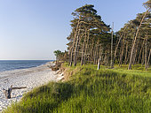 Forêt côtière à Weststrand (plage ouest) sur la péninsule de Darss. Parc national de lu lagon de Poméranie occidentale, Poméranie occidentale, Allemagne