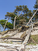 Forêt côtière à Weststrand (plage ouest) sur la péninsule de Darss. Parc national de lu lagon de Poméranie occidentale, Poméranie occidentale, Allemagne
