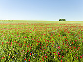 Champ de coquelicots et de bleuets dans l'Usedomer Schweiz sur l'île d'Usedom, Mecklembourg-Poméranie occidentale, Allemagne
