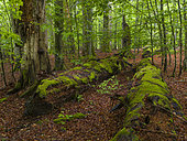 Primeval forest in the National Park Bavarian Forest (Bayerischer Wald), near village Zwieslerwaldhaus. Europe, Germany, Bavaria