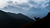 Ibex (Capra ibex) standing on the mountain at sunset, Austria
