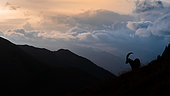 Ibex (Capra ibex) standing on the mountain at sunset, Austria